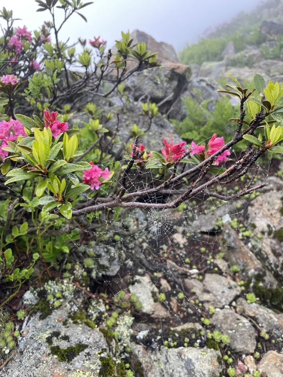 Pink alpine flowers and a dew-covered spider web among rocks