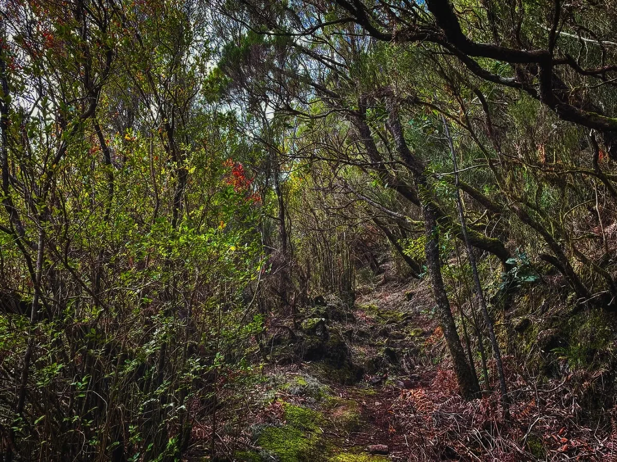 Dense forest path through varied vegetation