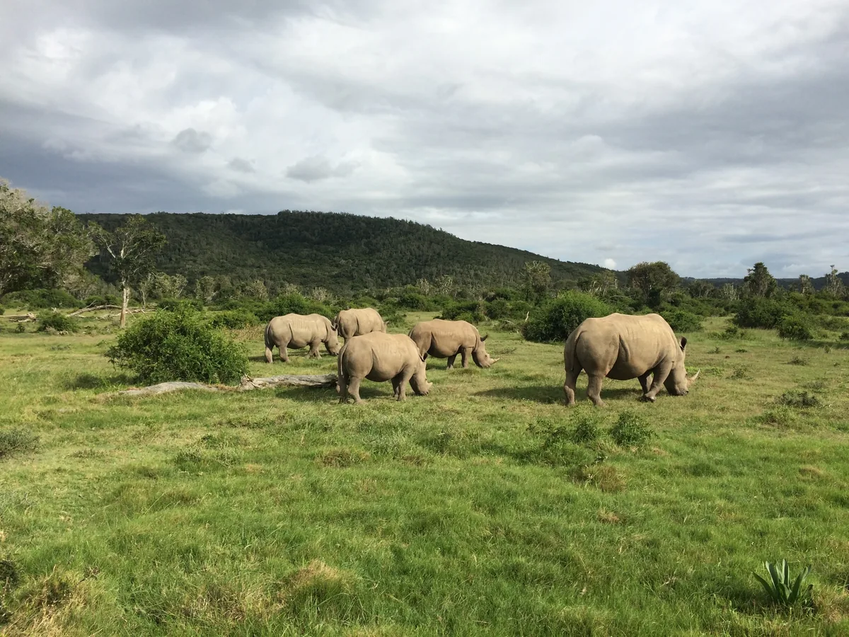 Large herbivores in a grassland landscape