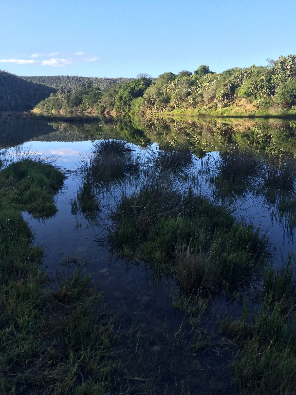 Wetland vegetation reflected in still water