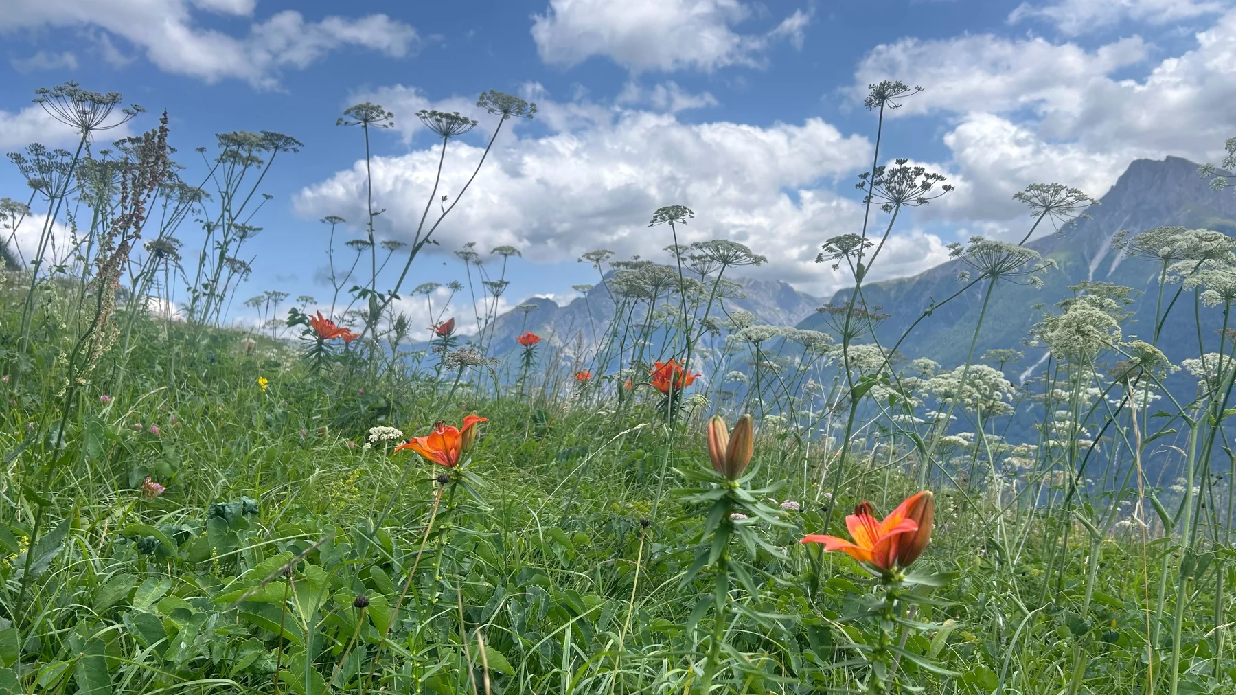 Alpine meadow with flowering plants and mountain scenery