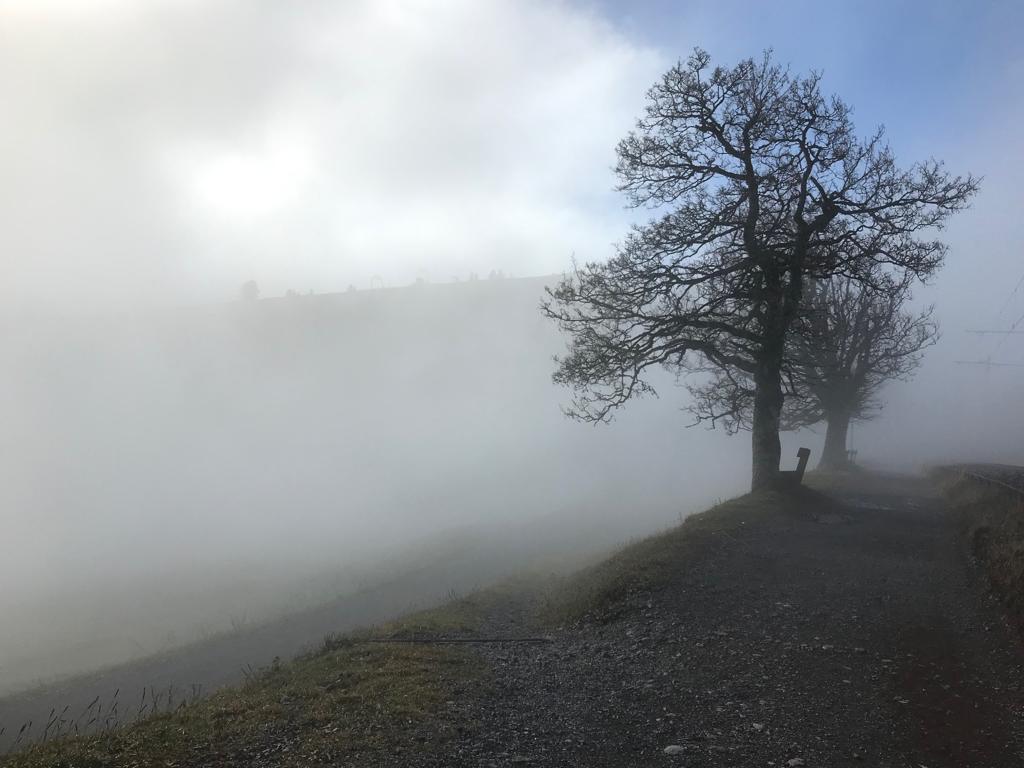 Bare trees beside a mountain path in dense fog on Mount Rigi