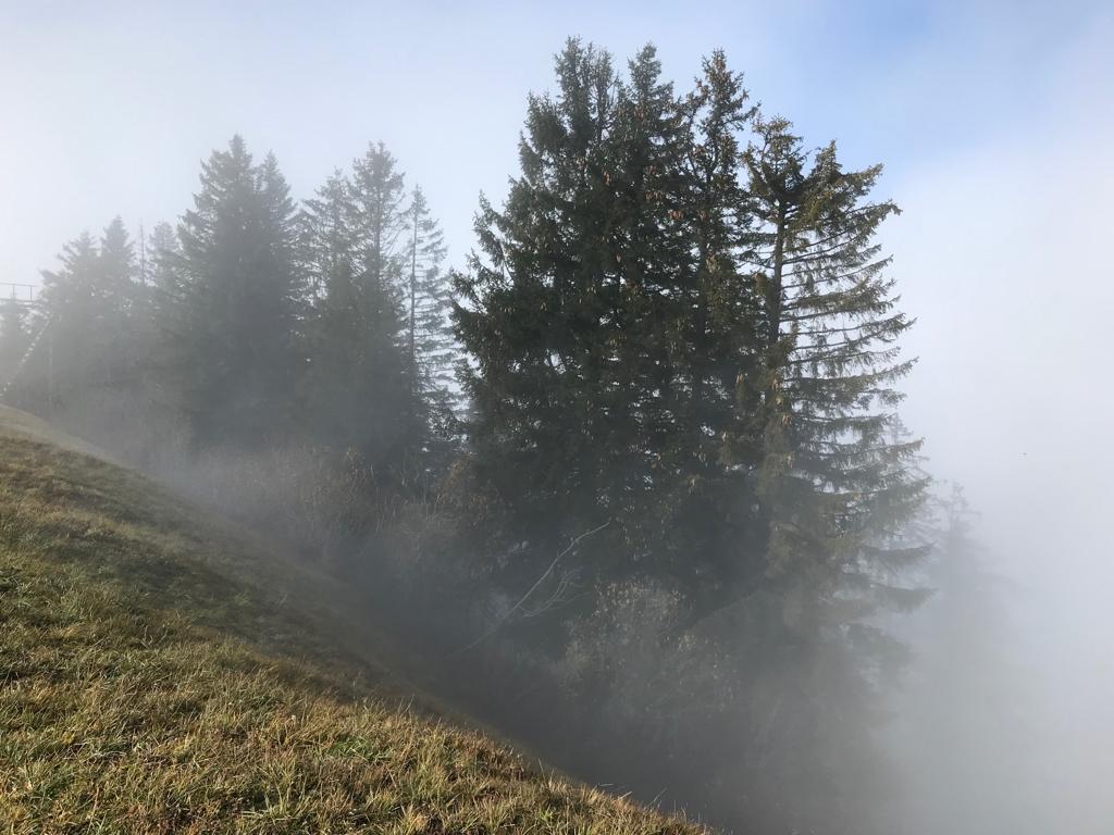 Conifer trees emerging from fog on a grassy slope on Mount Rigi